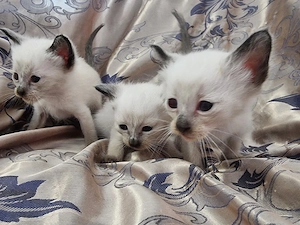 Siam Heilige Birma Mix Kitten 