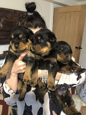 Rottweiler welpen