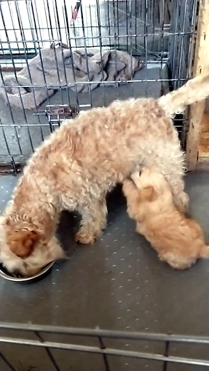 Lakeland Terrier Welpen