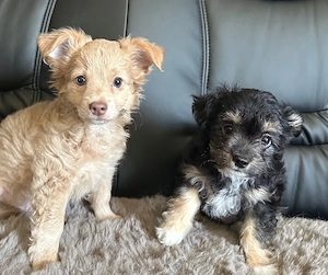 Liebevoll aufgezogene Yorkshire Terrier   Chihuahua Welpen suchen ein neues Zuhause