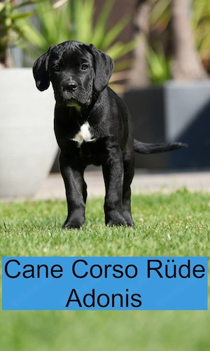 Cane Corso Welpen für Liebhaber des besonderen in Lack Schwarz