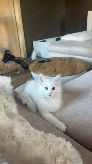 Maine coon kitten 