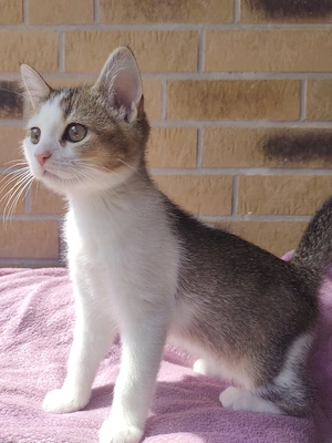 Verkaufe einen wunderschönen dreifarbigen Kater!