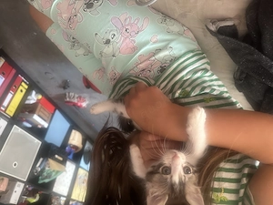 Bildhübsche Katzenbabys 