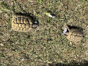 2 Griechische Landschildkröten, 2022 geschlüpft, entwurmt mit CITES Papieren 