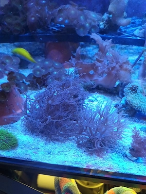 Korallen, Ableger SPS LPS Zoas Weichkorallen Bild 3