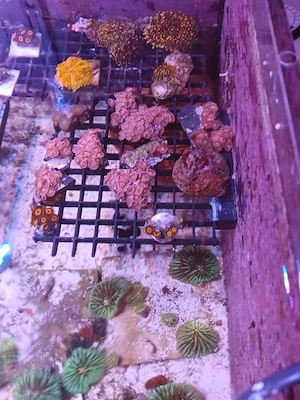 Korallen, Ableger SPS LPS Zoas Weichkorallen Bild 2