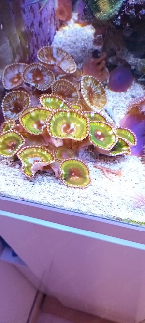 Korallen, Ableger SPS LPS Zoas Weichkorallen Bild 6