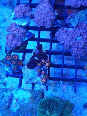 Korallen, Ableger SPS LPS Zoas Weichkorallen Bild 4