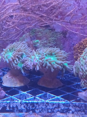 Korallen, Ableger SPS LPS Zoas Weichkorallen Bild 5
