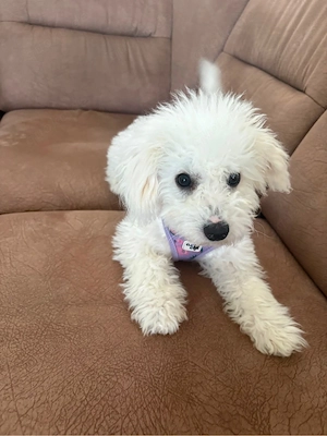 Bichon Frise 