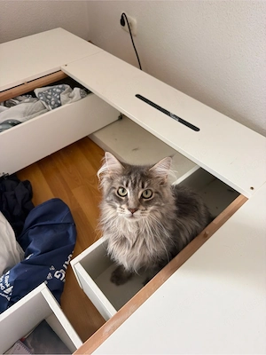 maine coon kitten