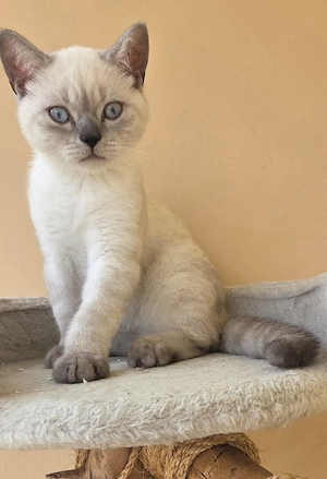 Britisch Kurzhaar Baby  Kater 