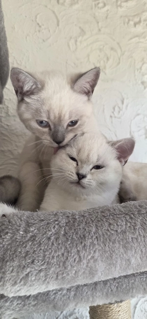 Zwei zuckersüße BKH-Kätzchen (Bruder & Schwester) suchen ihr Liebeszuhause!    Bild 2