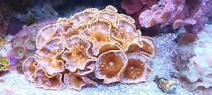 Korallen, Ableger SPS LPS Zoas Weichkorallen Bild 7