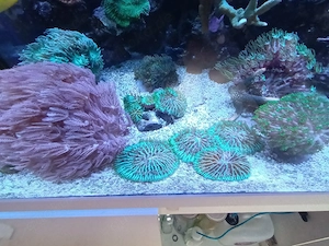 Korallen, Ableger SPS LPS Zoas Weichkorallen Bild 8