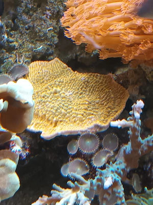 Korallen, Ableger SPS LPS Zoas Weichkorallen Bild 9