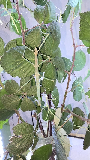 3 Stabheuschrecken, adult