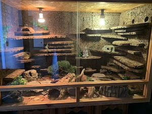 Leopardgecko Terrarium