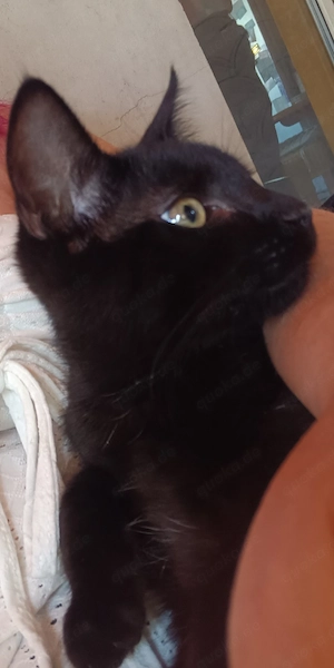 Katzenbabys 