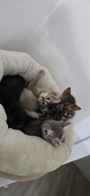 Liebevolle BKH-Katzen  