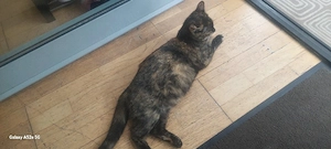 BKH kitten 