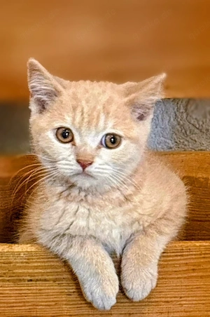 BKH Kitten 