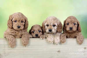 Cockapoo welpen