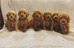 Cockapoo welpen
