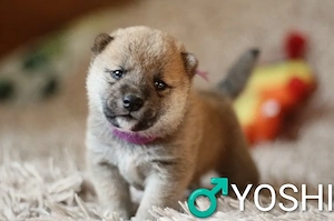 Wunderschöne Shiba-Inu-Welpen mit rotem Fell 