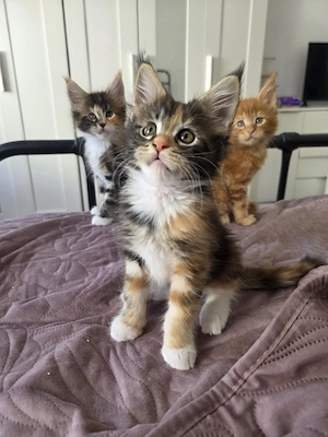 Maine Coon Kitten 