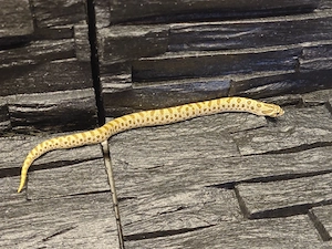 0.2 (Arctic) conda het PPA 