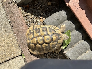 Griechische Landschildkröte, 2018 geschlüpft, entwurmt, mit CITES Papieren