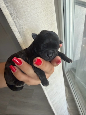Zwei Chihuahua-Rüden suchen bald ein liebevolles Zuhause 