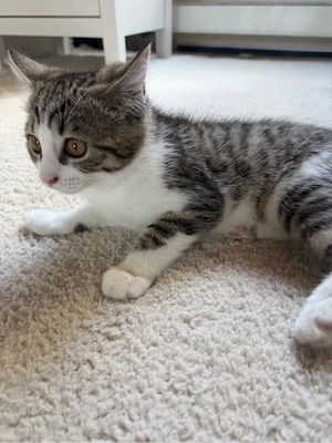 Sehr süsses BKH Baby Kitten zu verkaufen 