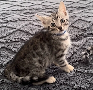 Wunderschöne Bengal-Mix Kitten suchen ab der 12. Lebenswoche ein liebevolles Zuhause