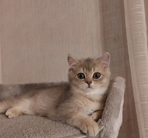 Reinrassige BKH Kitten suchen ein liebevolles Zuhause 