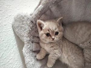 Bkh kitten 