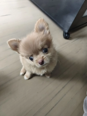 Chihuahua welpen 
