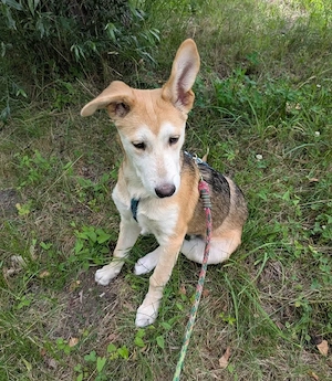 Süßer Nanook sucht Kuschelflat 