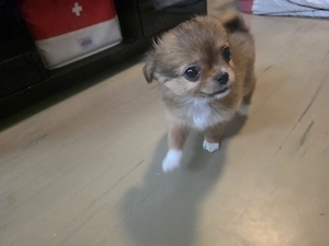 Chihuahua welpen 