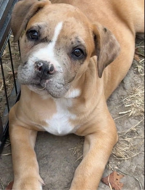 American Bully XL OEB Welpen 
