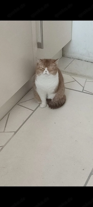 Haus katze 