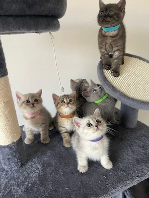 Reinrassige BKH Kitten