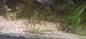 Aquarienpflanzen Vallisnerien 