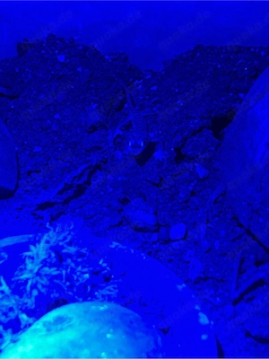 Palmatogecko, Pachydactylus Rangei Bild 1