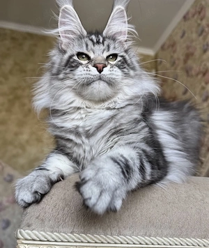 Wunderschöne kleine Maine Coon