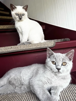 Reinrassige BKH Kitten (gesund & bestens sozialisiert) suchen Traumzuhause