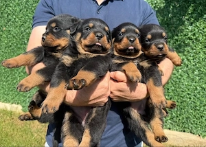 Rottweiler welpen