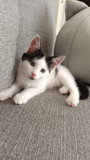 Kitten sucht ein neues Zuhause.
